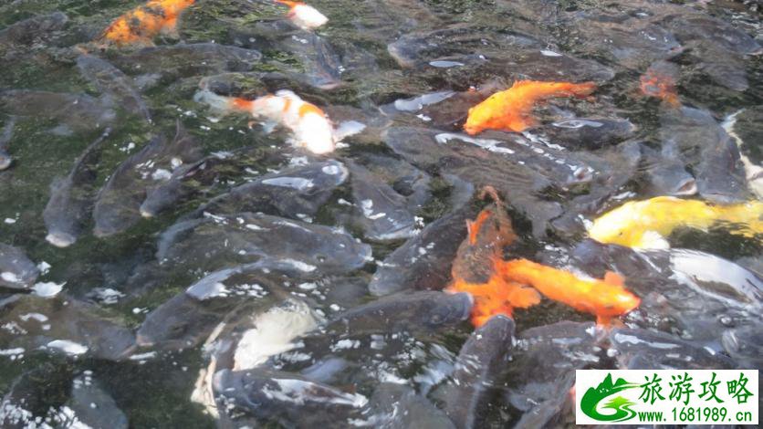 从海南到广州 海南到广州自由行攻略 从海南到广州 海南到广州自由行攻略