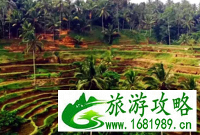 巴厘岛在哪个国家 去巴厘岛旅游需要注意什么 现在去巴厘岛旅行报价大概多少 巴厘岛在哪个国家 去巴厘岛旅游需要注意什么 现在去巴厘岛旅行报价大概多少