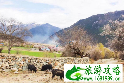林芝县为什么取名叫巴宜区 从拉萨怎么去林芝 去林芝旅游哪些景点必去 林芝县为什么取名叫巴宜区 从拉萨怎么去林芝 去林芝旅游哪些景点必去