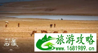 西藏阿里自助游旅游攻略 西藏阿里自助游旅游攻略