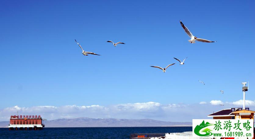 青海湖有什么景点 青海湖需要门票吗 青海湖有什么景点 青海湖需要门票吗