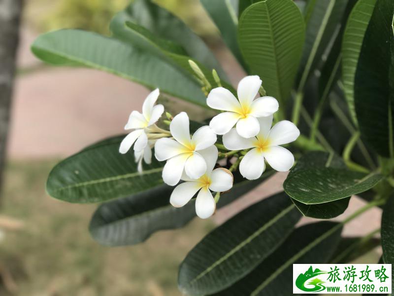 泰国有哪些景点 去泰国要多少钱 泰国有哪些景点 去泰国要多少钱