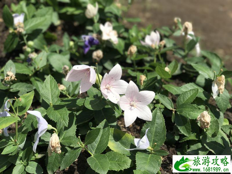 泰国有哪些景点 去泰国要多少钱 泰国有哪些景点 去泰国要多少钱