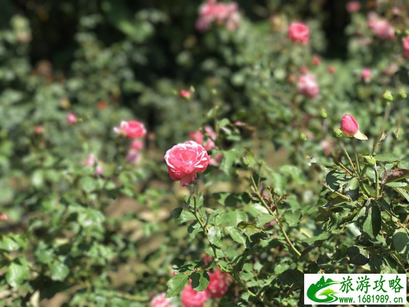 泰国有哪些景点 去泰国要多少钱 泰国有哪些景点 去泰国要多少钱