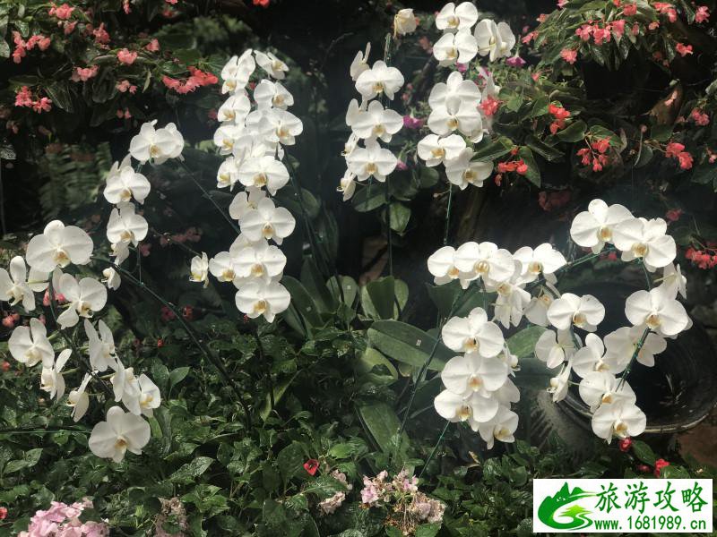 泰国有哪些景点 去泰国要多少钱 泰国有哪些景点 去泰国要多少钱