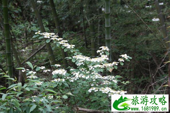 武功山最安全的路线 武功山最佳旅游时间 武功山最安全的路线 武功山最佳旅游时间