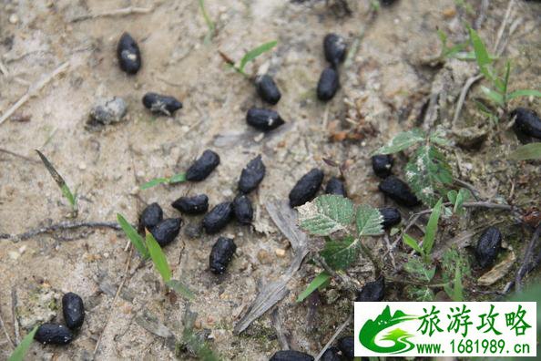 武功山最安全的路线 武功山最佳旅游时间 武功山最安全的路线 武功山最佳旅游时间