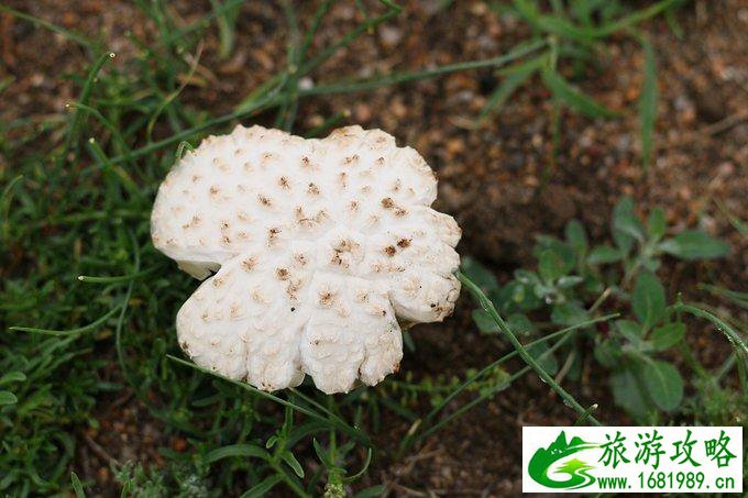 内蒙古自驾游攻略 内蒙古哪些地方好玩 内蒙古自驾游攻略 内蒙古哪些地方好玩