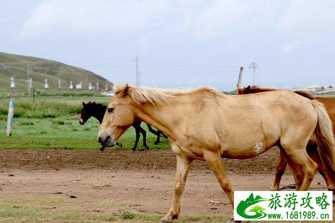 内蒙古自驾游攻略 内蒙古哪些地方好玩 内蒙古自驾游攻略 内蒙古哪些地方好玩