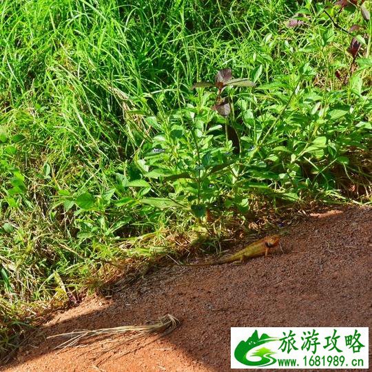 去泰国旅游要多少钱 泰国旅游注意事项 去泰国旅游要多少钱 泰国旅游注意事项