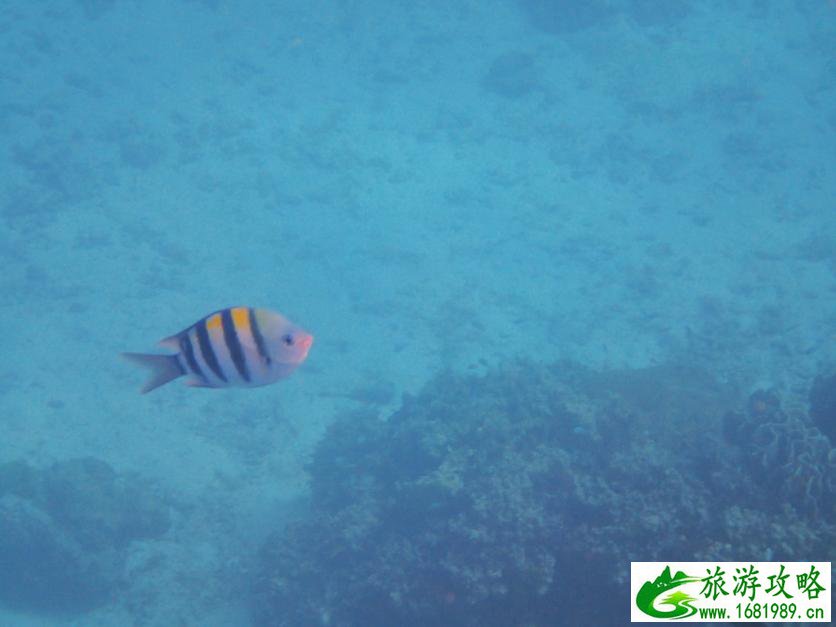 去泰国旅游要多少钱 泰国旅游注意事项 去泰国旅游要多少钱 泰国旅游注意事项