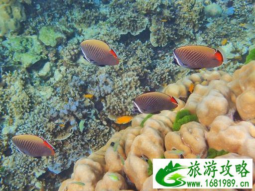 去泰国旅游要多少钱 泰国旅游注意事项 去泰国旅游要多少钱 泰国旅游注意事项