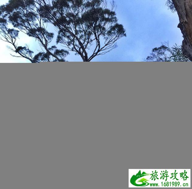 塔斯马尼亚州自由行攻略 塔斯马尼亚州有什么好玩的 塔斯马尼亚州自由行攻略 塔斯马尼亚州有什么好玩的
