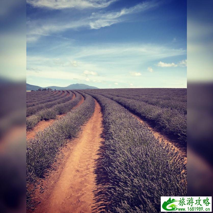 塔斯马尼亚州自由行攻略 塔斯马尼亚州有什么好玩的 塔斯马尼亚州自由行攻略 塔斯马尼亚州有什么好玩的