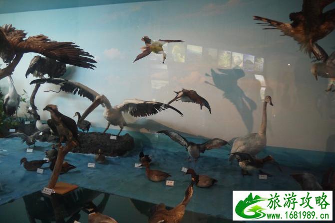 济州岛有什么好玩的 济州岛亲子五日游 济州岛有什么好玩的 济州岛亲子五日游