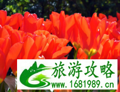 荷兰为什么被称为花之国 荷兰为什么被称为风车之国 荷兰为什么被称为花之国 荷兰为什么被称为风车之国