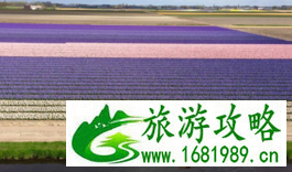 荷兰为什么被称为花之国 荷兰为什么被称为风车之国 荷兰为什么被称为花之国 荷兰为什么被称为风车之国