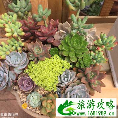 重庆巴南区有什么好玩好吃的地方 重庆巴南区有什么好玩好吃的地方