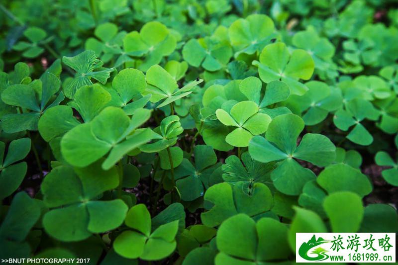 越南有什么好玩的 去越南旅游要多少钱 越南有什么好玩的 去越南旅游要多少钱