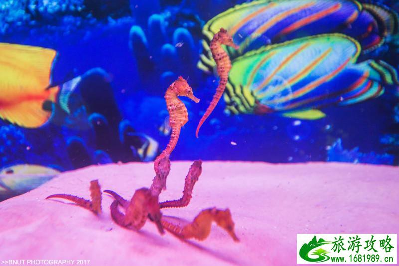 越南有什么好玩的 去越南旅游要多少钱 越南有什么好玩的 去越南旅游要多少钱