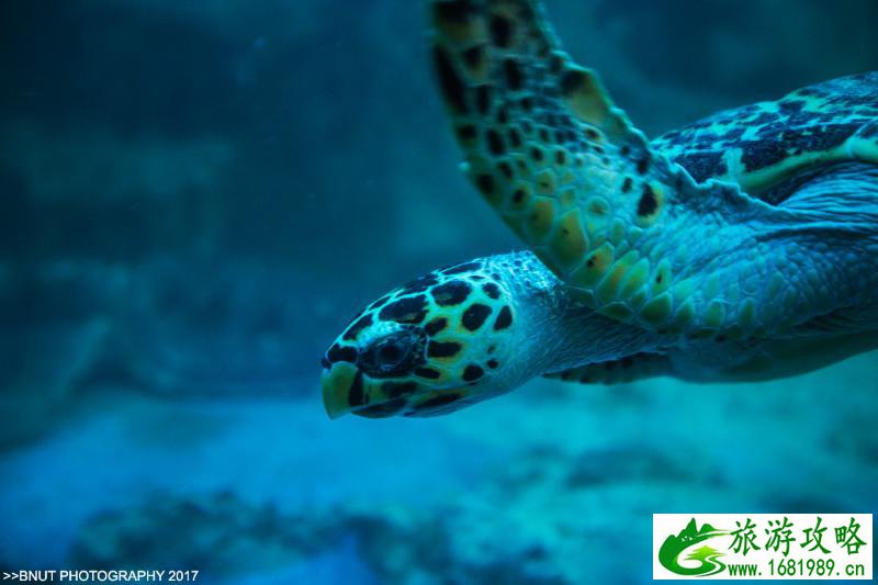 越南有什么好玩的 去越南旅游要多少钱 越南有什么好玩的 去越南旅游要多少钱