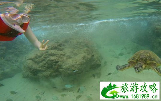 夏威夷的恐龙湾好玩吗 夏威夷的恐龙湾有哪些景点 夏威夷的恐龙湾在哪儿 夏威夷的恐龙湾好玩吗 夏威夷的恐龙湾有哪些景点 夏威夷的恐龙湾在哪儿