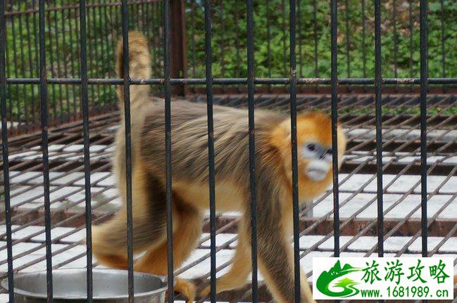 神农架有什么好玩的地方 神农架有野人吗 神农架有什么好玩的地方 神农架有野人吗