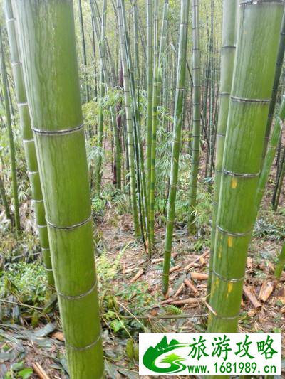 蜀南竹海有哪些景点 好玩吗 蜀南竹海有哪些景点 好玩吗