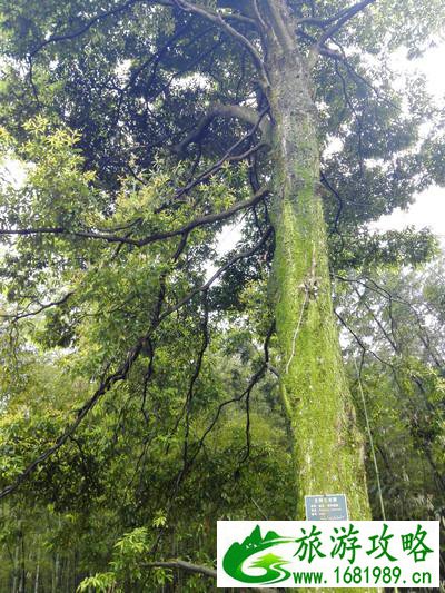 蜀南竹海有哪些景点 好玩吗 蜀南竹海有哪些景点 好玩吗