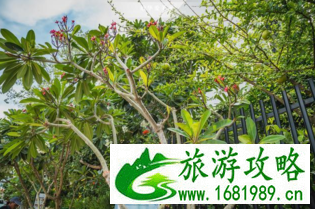 埔寨暹粒自由行旅游攻略 埔寨暹粒自由行旅游攻略