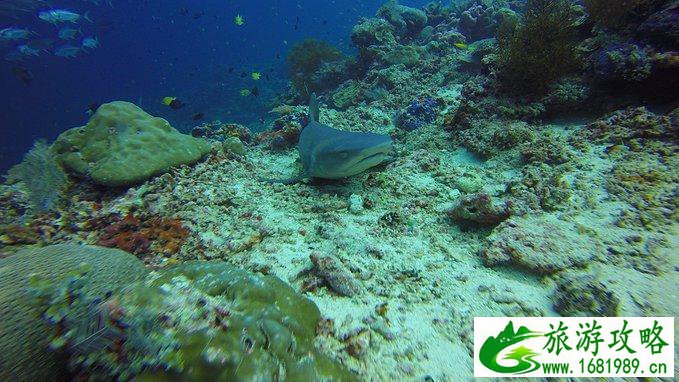 马来西亚有什么好玩的 马来西亚有什么景点 马来西亚有什么好玩的 马来西亚有什么景点