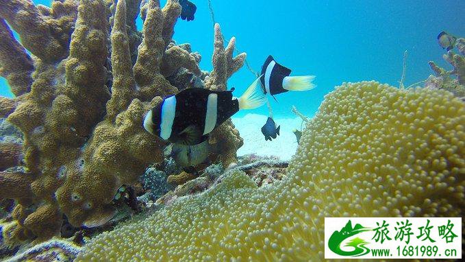 马来西亚有什么好玩的 马来西亚有什么景点 马来西亚有什么好玩的 马来西亚有什么景点