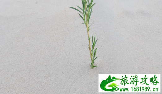 玉龙沙湖的主要景点有哪些 玉龙沙湖有什么好玩的 玉龙沙湖的主要景点有哪些 玉龙沙湖有什么好玩的