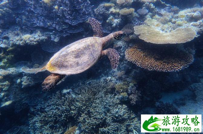 斐济自由行攻略 斐济有什么特产 斐济自由行攻略 斐济有什么特产