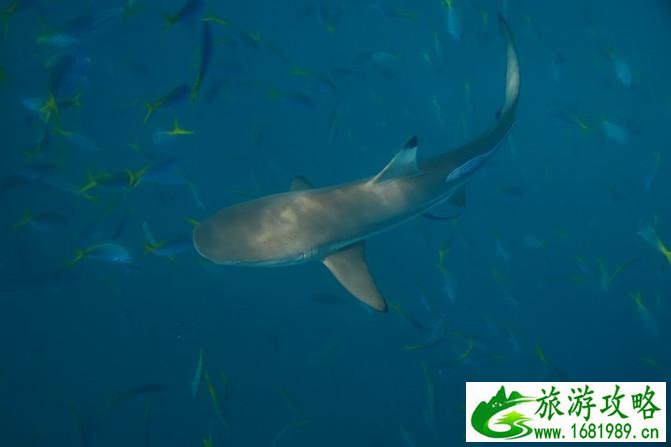 斐济自由行攻略 斐济有什么特产 斐济自由行攻略 斐济有什么特产