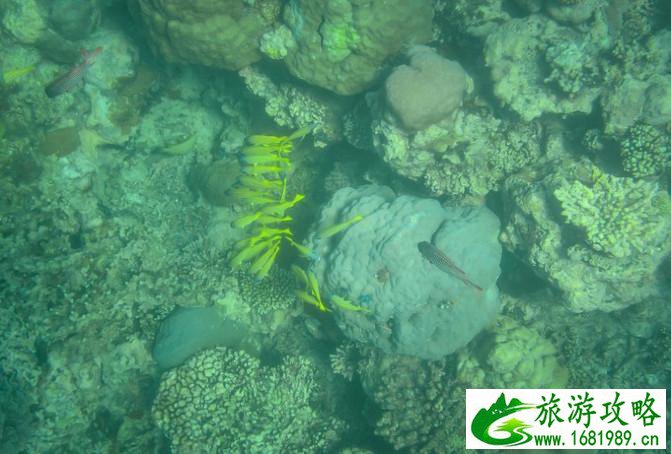 斐济自由行攻略 斐济有什么特产 斐济自由行攻略 斐济有什么特产