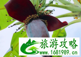 什么时候去涠洲岛旅游最好 北海和涠洲岛的攻略 什么时候去涠洲岛旅游最好 北海和涠洲岛的攻略