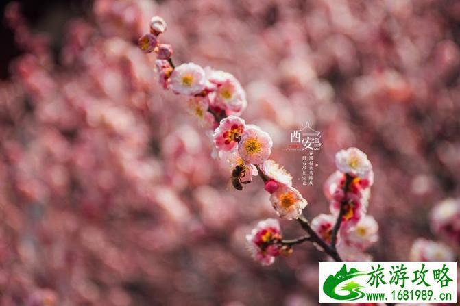 西安有哪些景点 西安有什么特产 西安有哪些景点 西安有什么特产