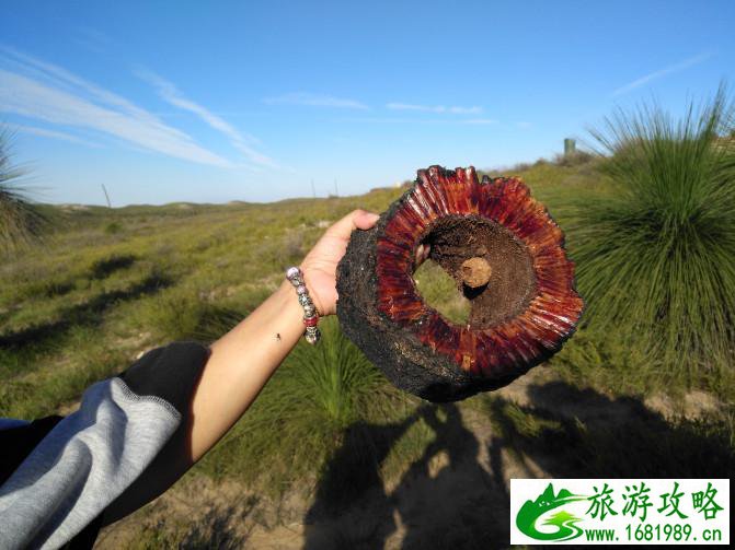 珀斯自由行攻略 好玩吗 珀斯自由行攻略 好玩吗