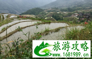 龙脊梯田的旅游攻略 龙脊梯田好玩吗 龙脊梯田的旅游攻略 龙脊梯田好玩吗