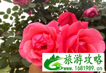 咸阳有什么好玩的地方 渭城在哪儿 咸阳有什么好玩的地方 渭城在哪儿