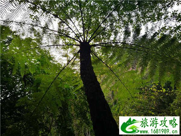 赤水自助游攻略 赤水旅游景点大全 赤水自助游攻略 赤水旅游景点大全