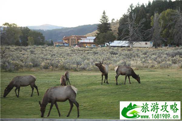猛犸温泉在哪儿 猛犸温泉在哪儿