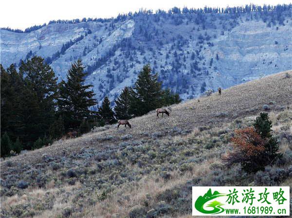 猛犸温泉在哪儿 猛犸温泉在哪儿