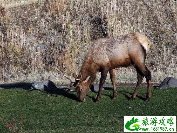 猛犸温泉在哪儿 猛犸温泉在哪儿