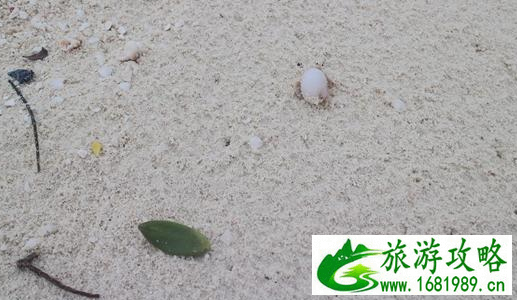 什么季节去马尔代夫最好 什么季节去马尔代夫最好