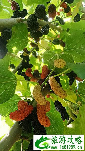 兔耳山风景区好玩吗 兔耳山自助游攻略 兔耳山风景区好玩吗 兔耳山自助游攻略