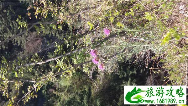 兔耳山风景区好玩吗 兔耳山自助游攻略 兔耳山风景区好玩吗 兔耳山自助游攻略