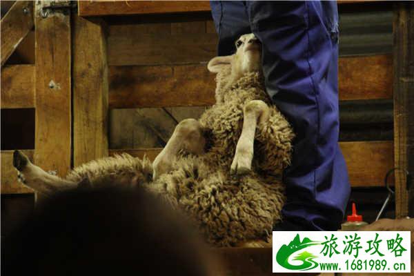 新西兰皇后镇到底可以玩什么 新西兰皇后镇到底可以玩什么