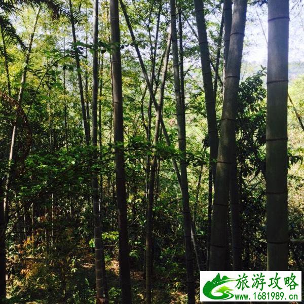 永定土楼好玩吗 永定土楼在哪儿 永定土楼好玩吗 永定土楼在哪儿